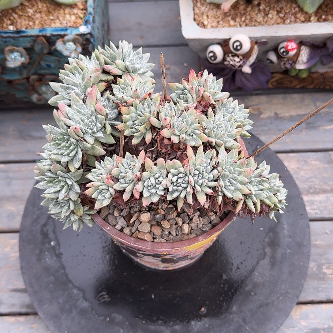 11080001白雪一字造型