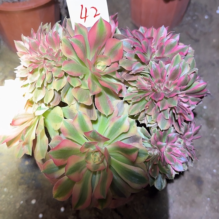 精品香妃缀化亏本福利42