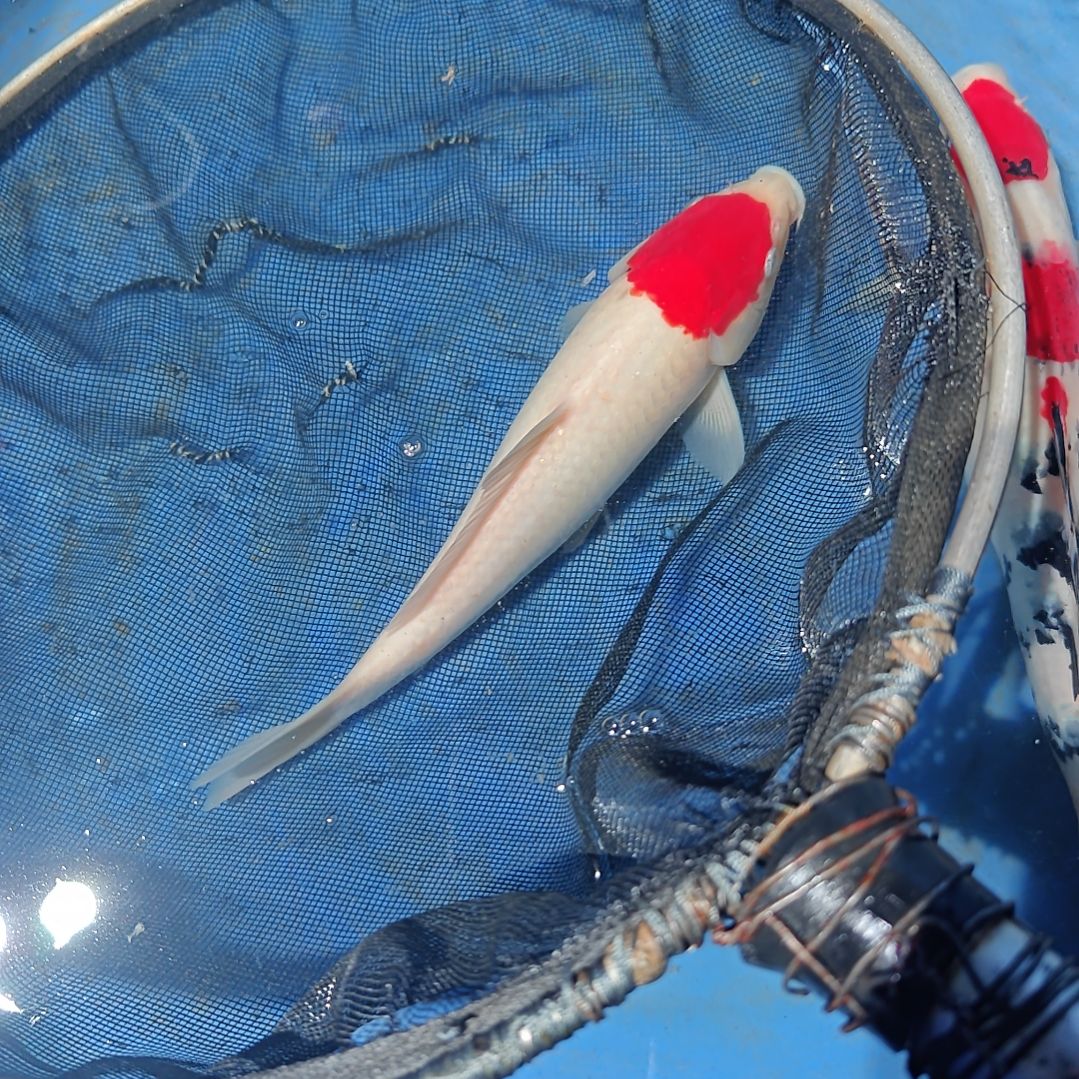 与***情锦鲤锦鲤观赏鱼运输中包邮包损1