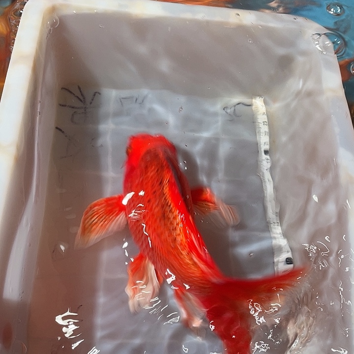 蝴蝶鲤鱼渔场直发56