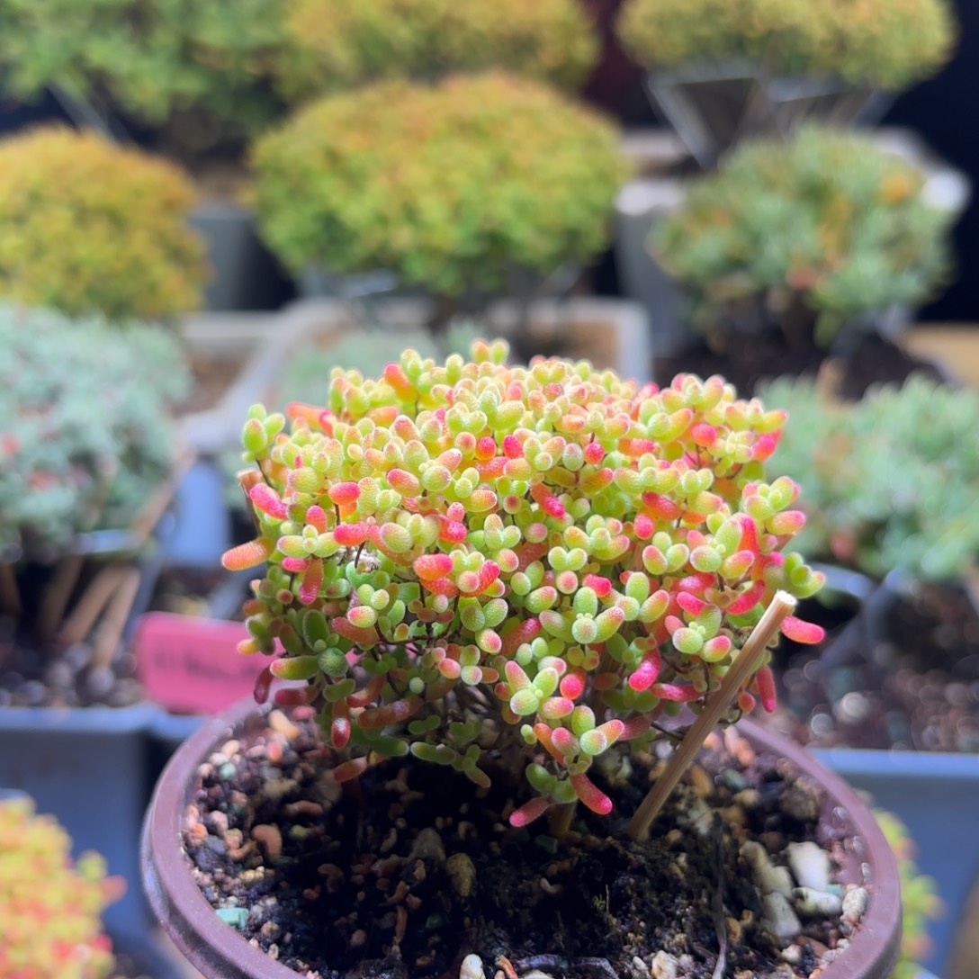 枝干番杏密橘糖球G604