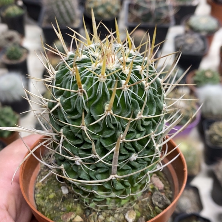 实生振武玉特价福利