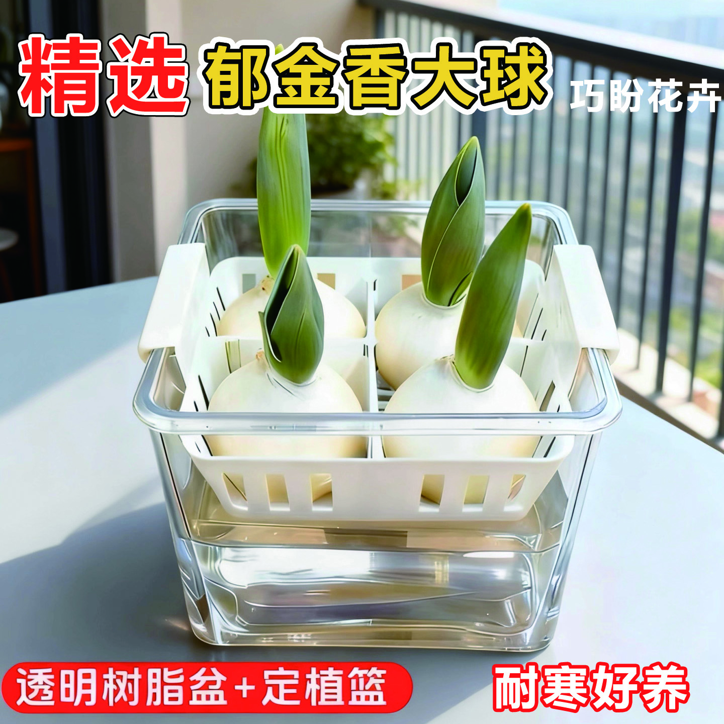 郁金香种球耐寒冬季水培花卉土养绿植室内盆栽苗四季鲜花种好养活