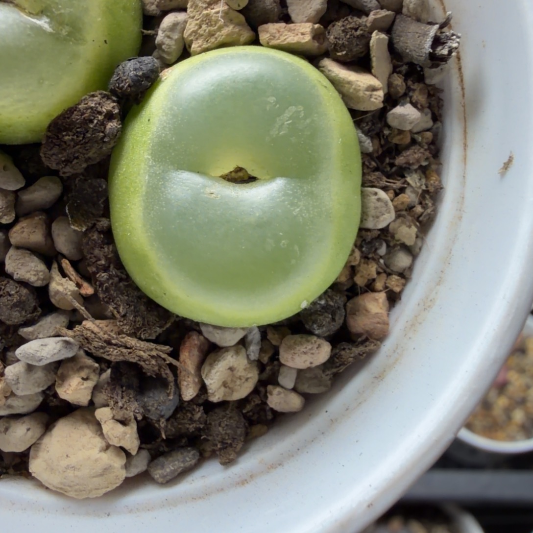 2.3公分福利一颗母本480号