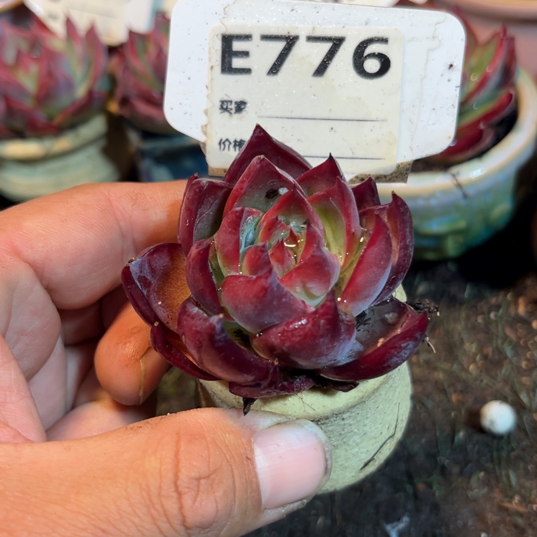 惊鸿一瞥776多肉