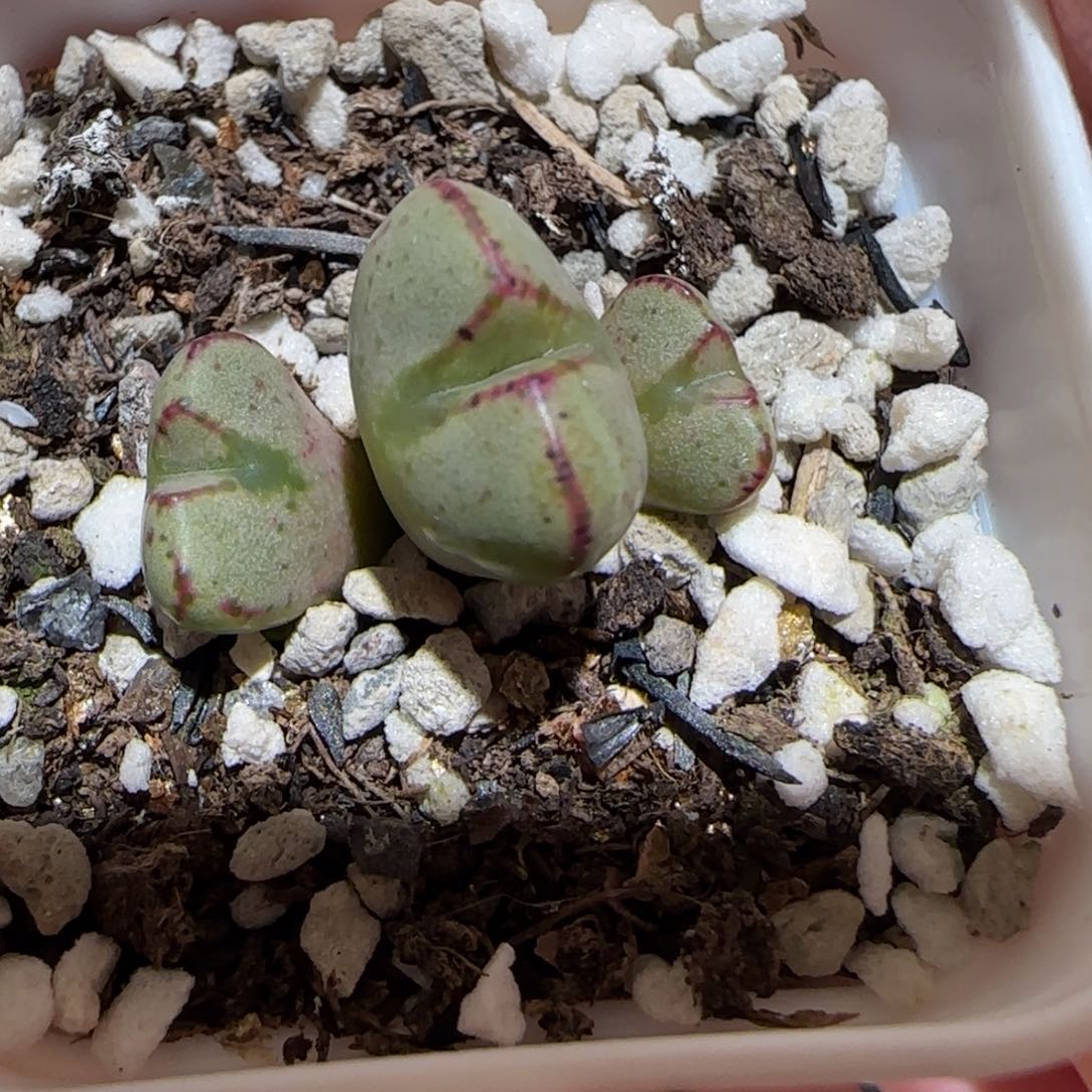 肉锥多肉植物百科-1216