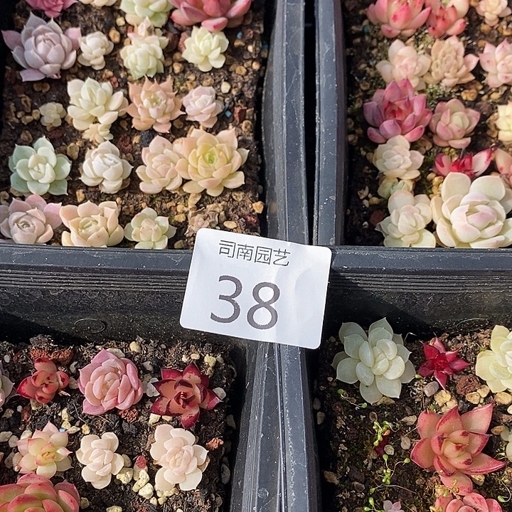 (***)38 多肉植物盆栽花卉
