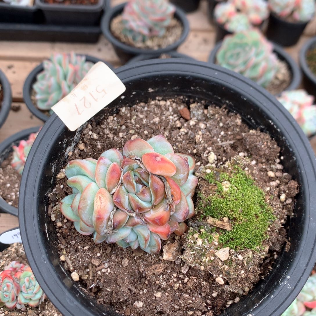 7.2厘米六头草莓泡芙 无砍 5127