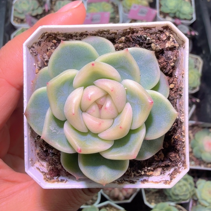 鼎***天白糯甜心开心快乐