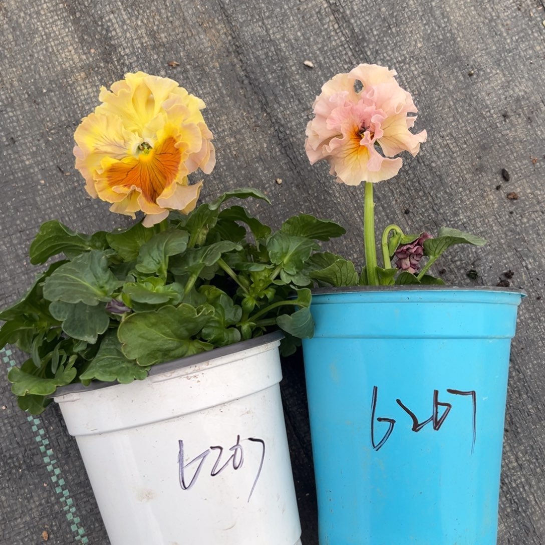 完全开放6267角堇2盆