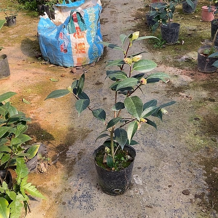 完全开放皇家天鹅绒