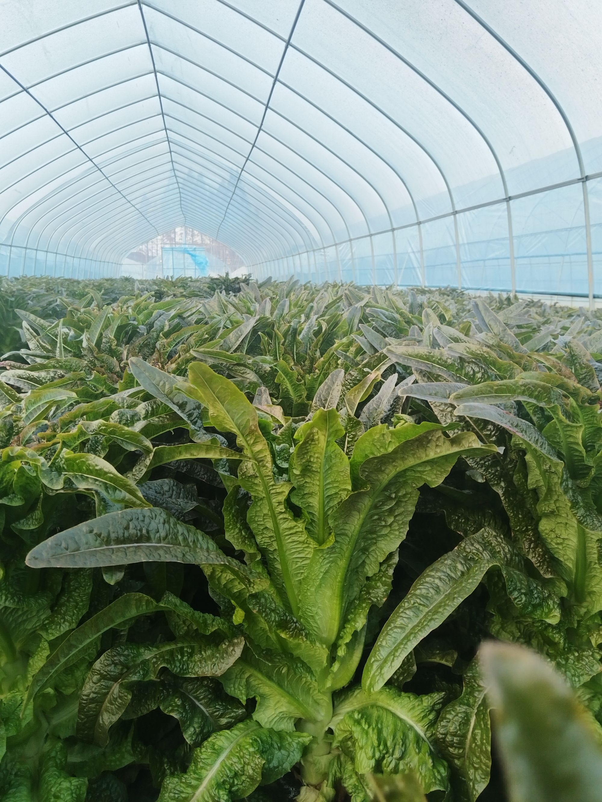 湖北石首本地应季绿色新鲜脆爽回甘莴笋现摘现发5斤包邮