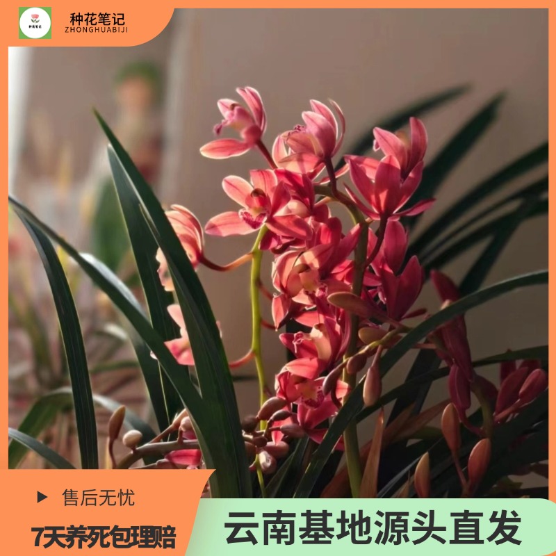 【红双喜蕙兰】大花蕙兰室内阳台好养绿植花卉盆栽现货现发