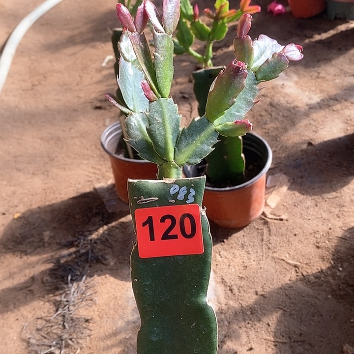 无花朵流*083，120号新疆不包邮