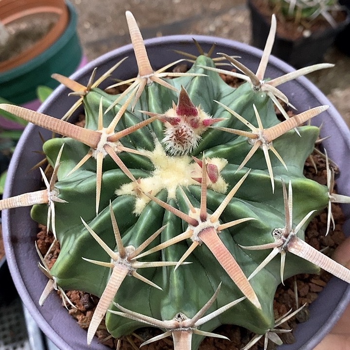 孤品实生宽刺王凌波11cm双开割刺刺宽0.75cm