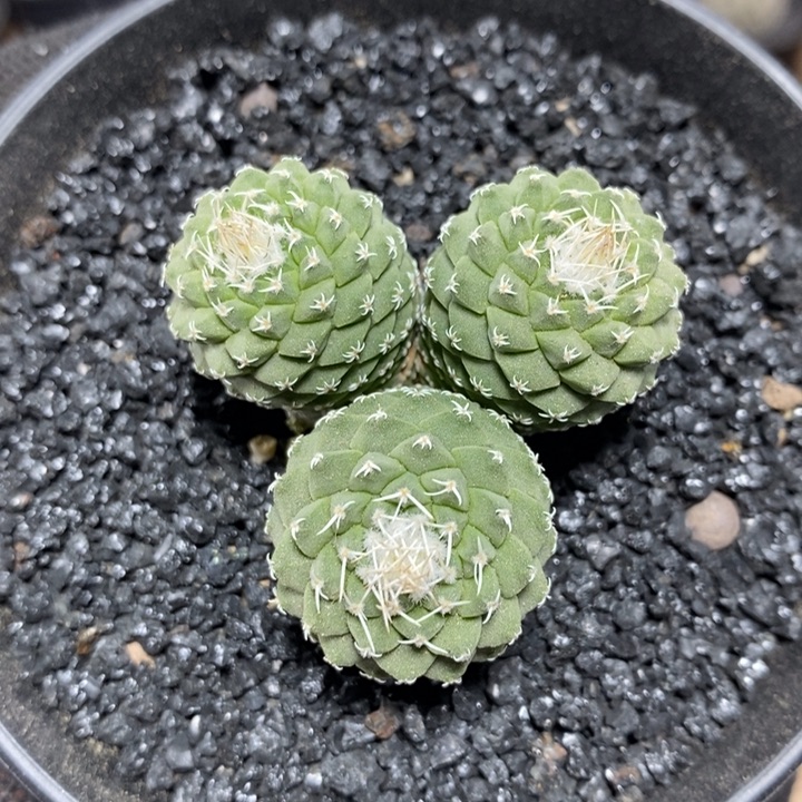 实生菊水群生13号4.2cm