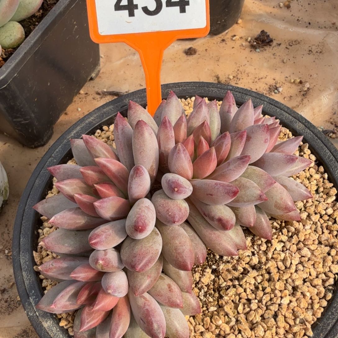 虞美人一物一拍434