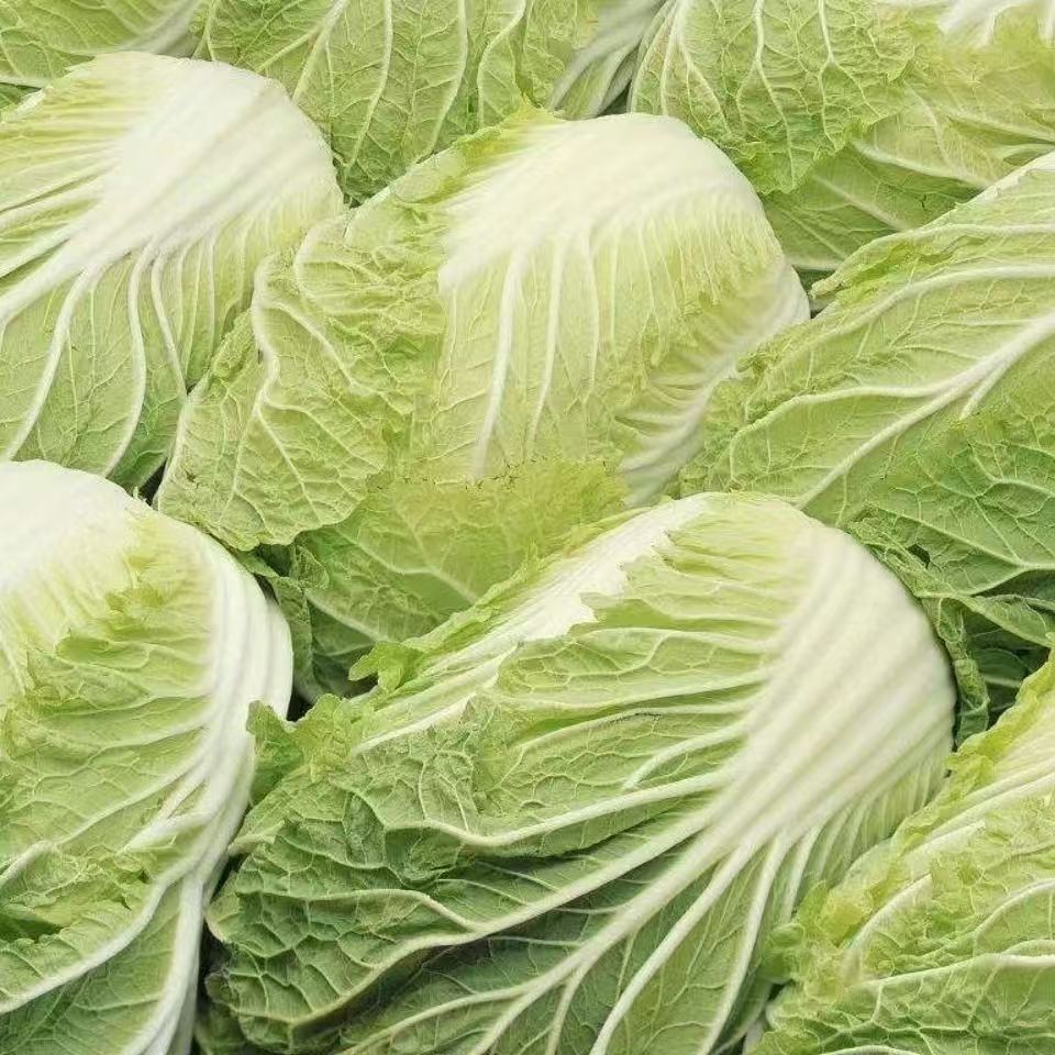 【白菜】新鲜现摘大白菜农家自种