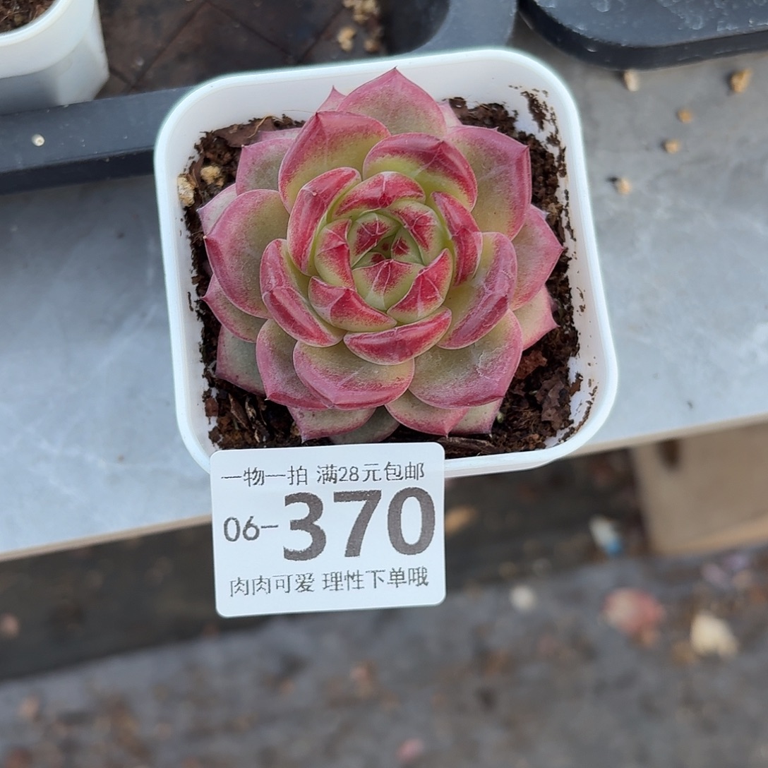 黑武士无盆土发货无