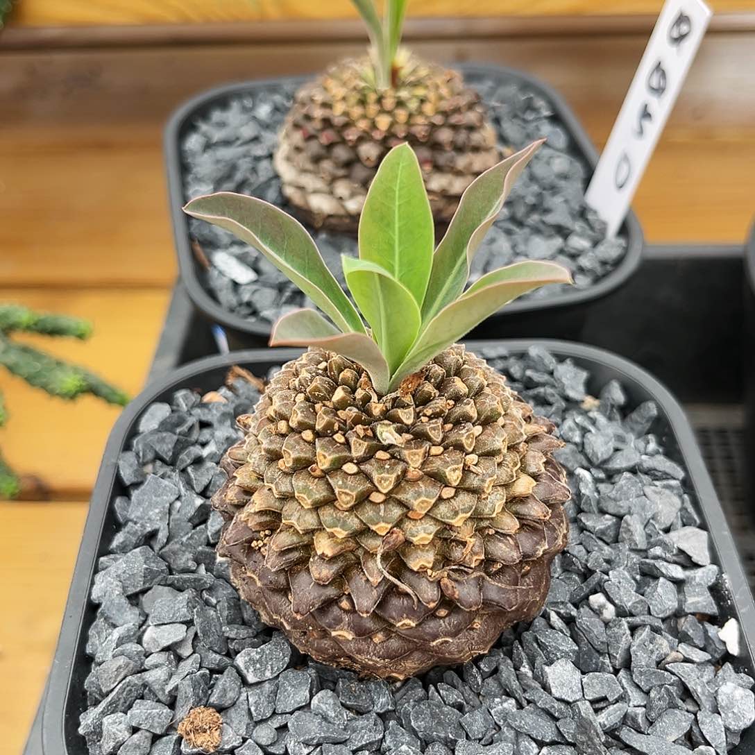 潮流植物优选铁甲丸子