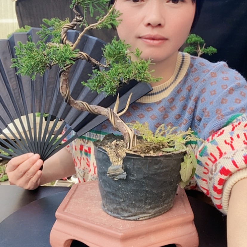 【闪购商品】少量花朵（建议范围：2朵-5朵 或40%以下）盆景园林