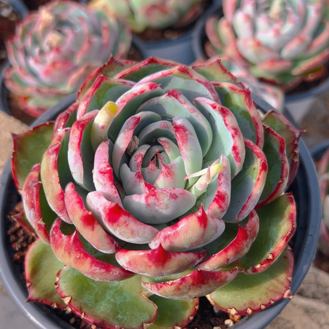 惊鸿仙子11111号有裂口介意勿拍