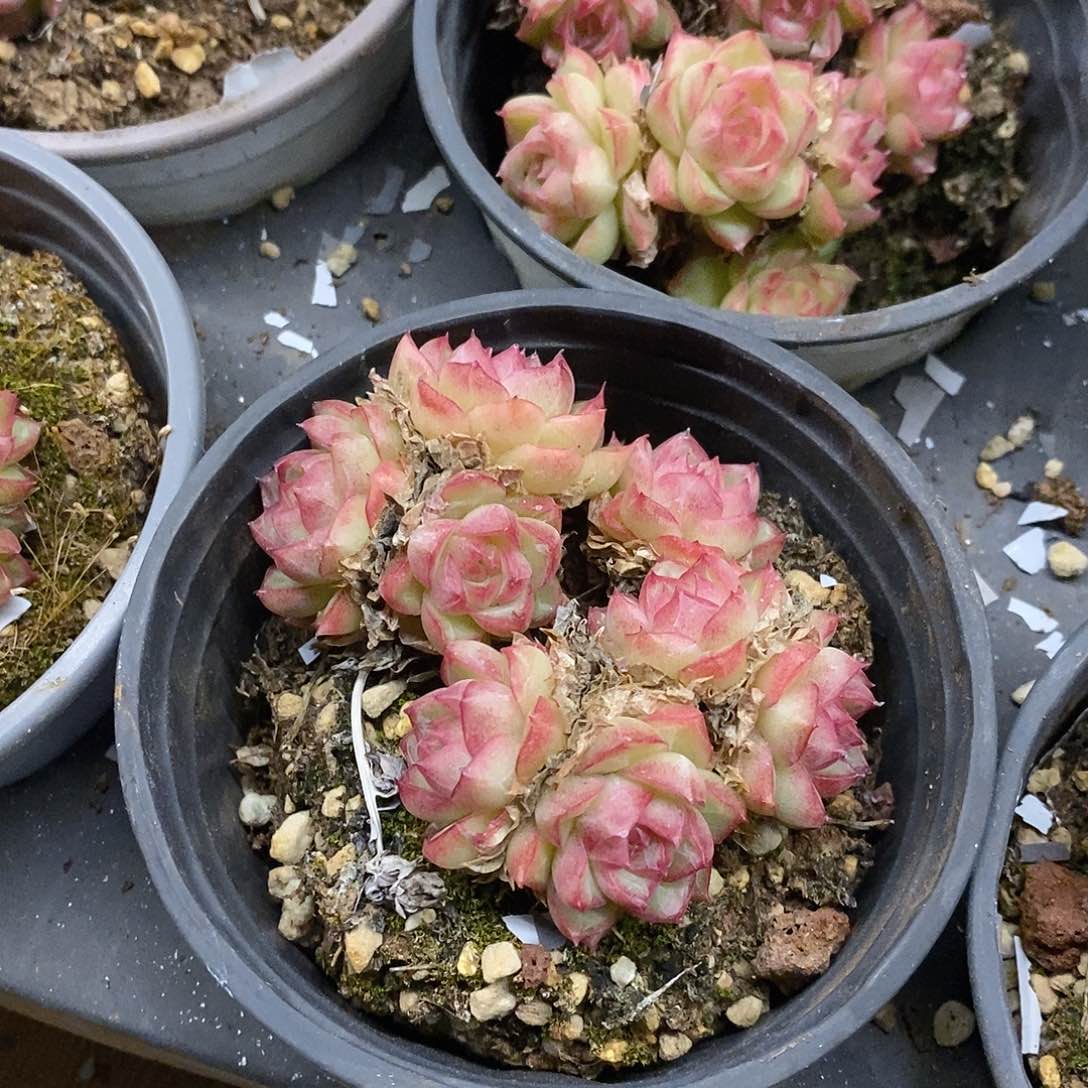 30。小盆红女王。不包整。福利多多