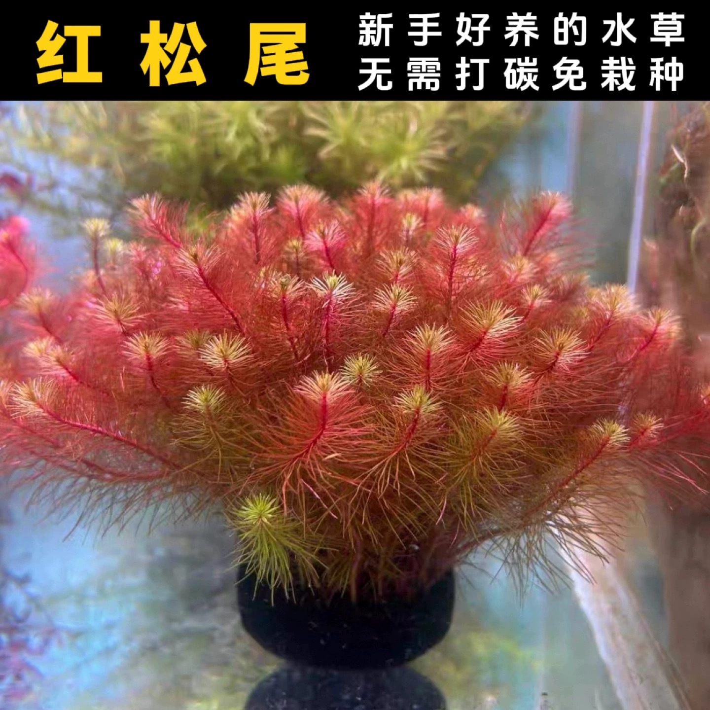 阴性红松尾蜈蚣草绿菊水草耐活可净化水质适合鱼缸造景