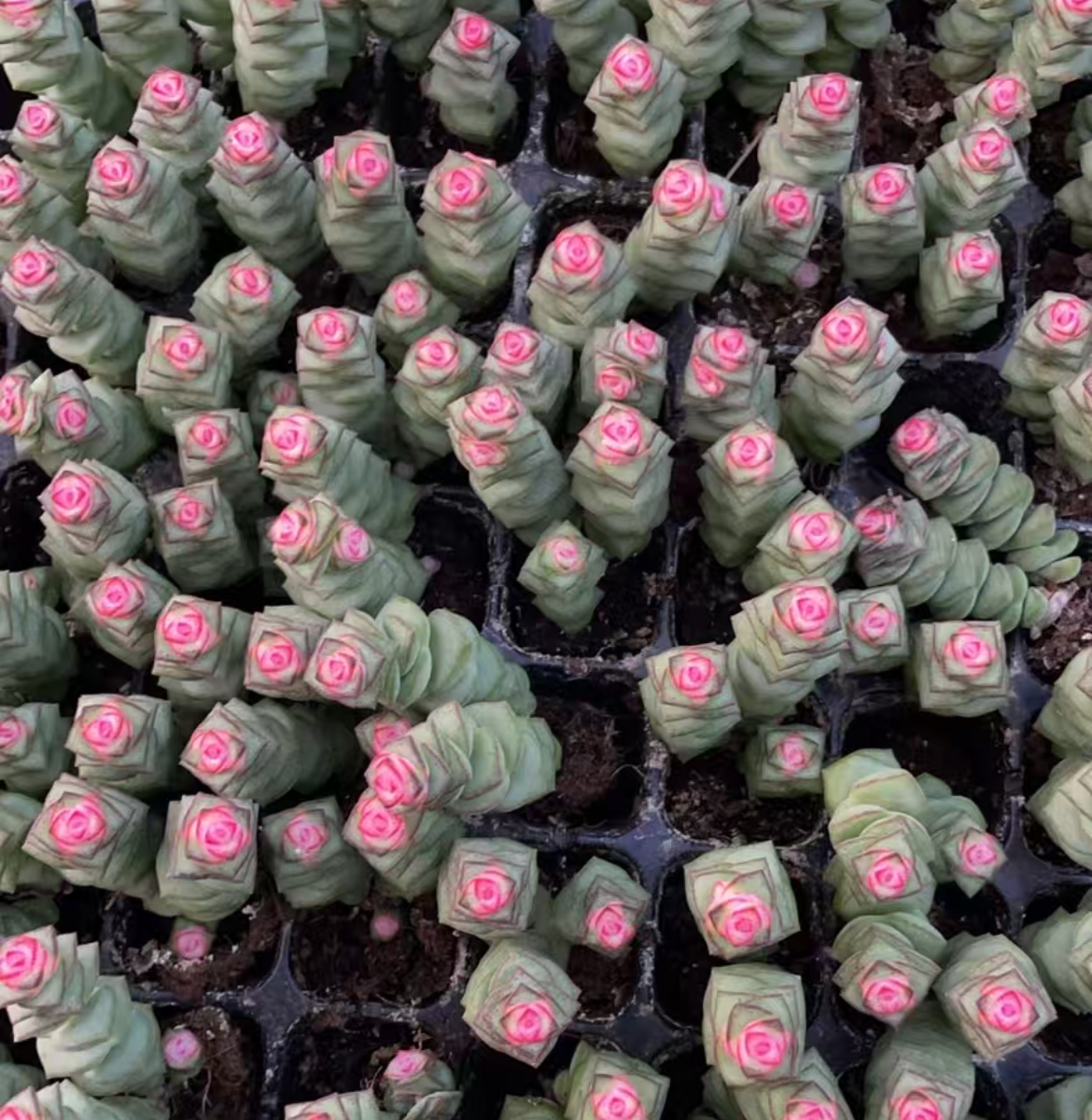 钱串锦10颗20头 多肉植物