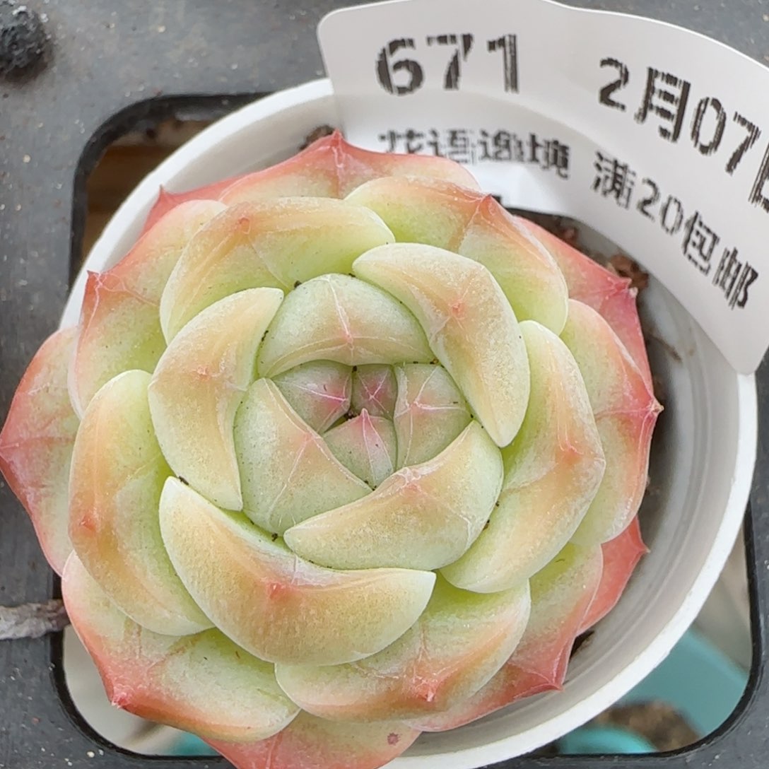 花语逸镜0207-671