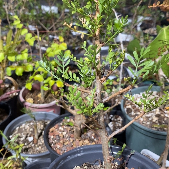 偶***哦羽叶结揽月销量冠军联赛