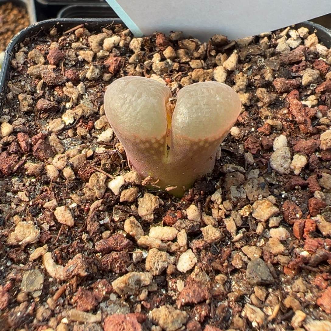 2-69肉锥多肉植物，