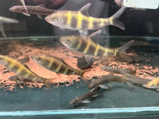 虹彩光唇鱼 10-14厘米