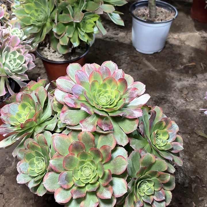 多肉植物法师奶白37