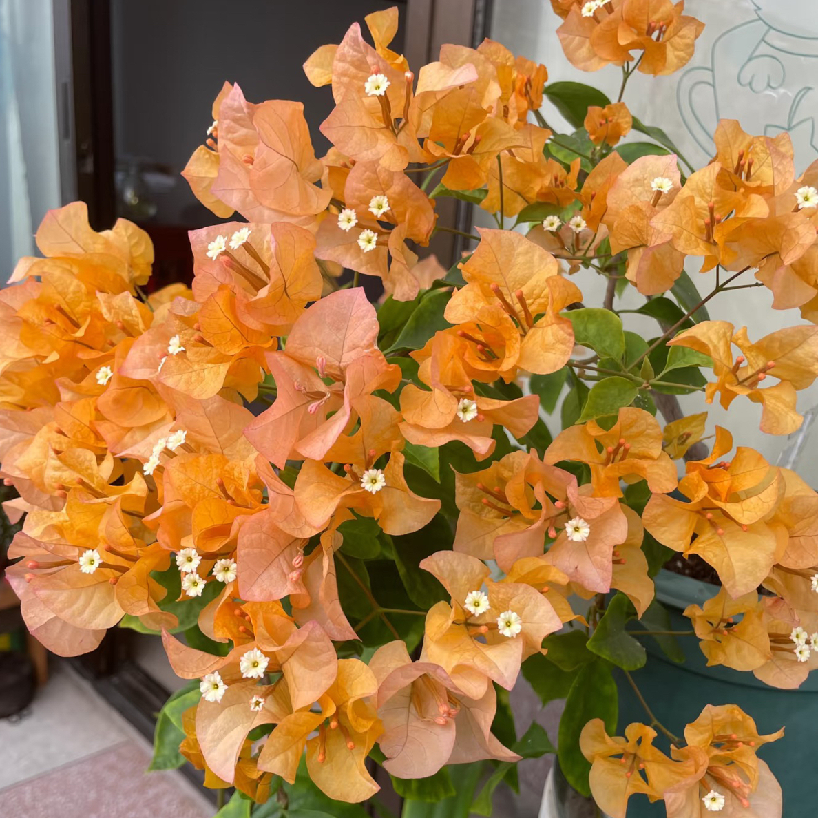 【黄金阿达娜】三角梅原生盆苗，运输途中掉花掉叶，小断枝介意慎拍