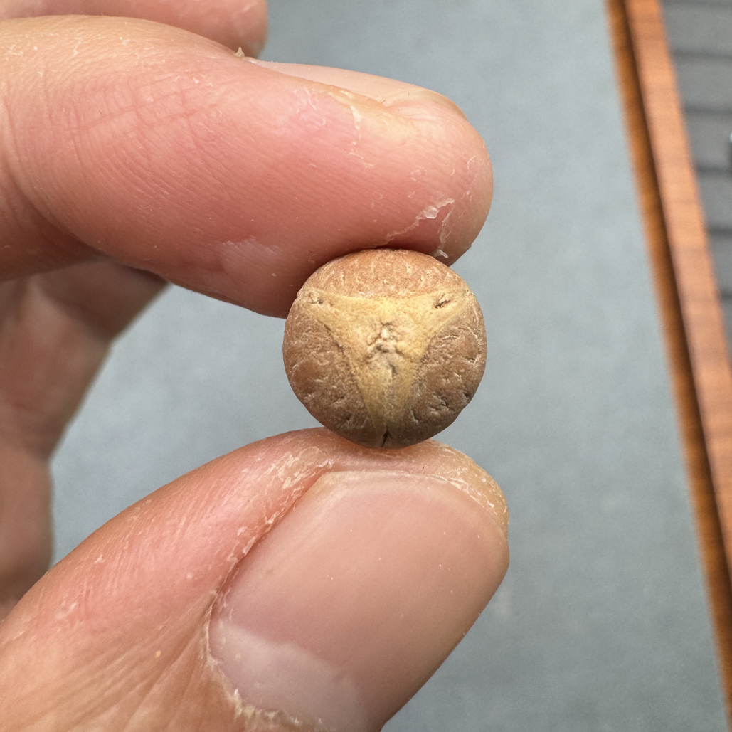 10+尼泊尔实心龙眼单颗凤眼佛塔顶珠腰珠背云，开孔不退wjxy10