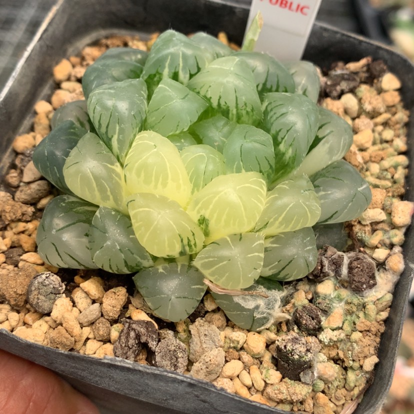 【闪购商品】779冰灯