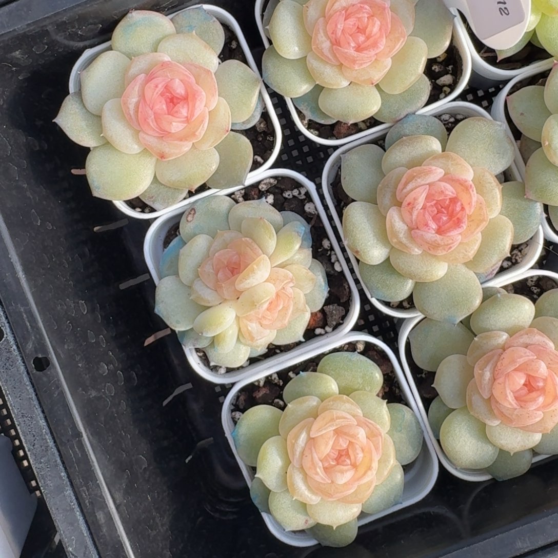 1212-131-抚云单头量拍多肉