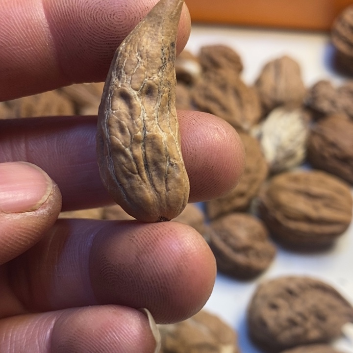 用***h桃核吊坠东北特产59