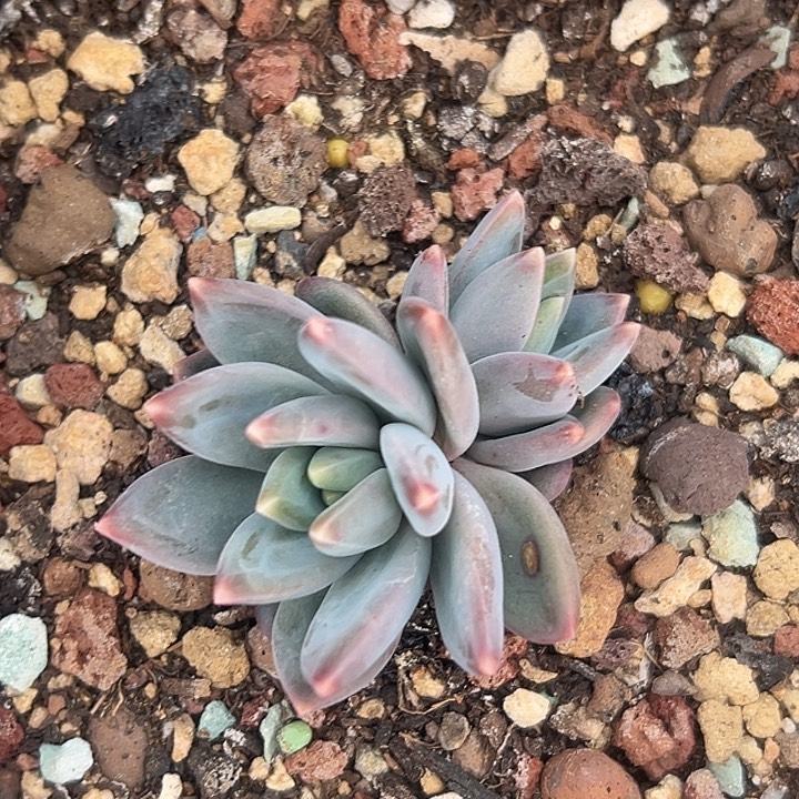 美人特价一物一拍