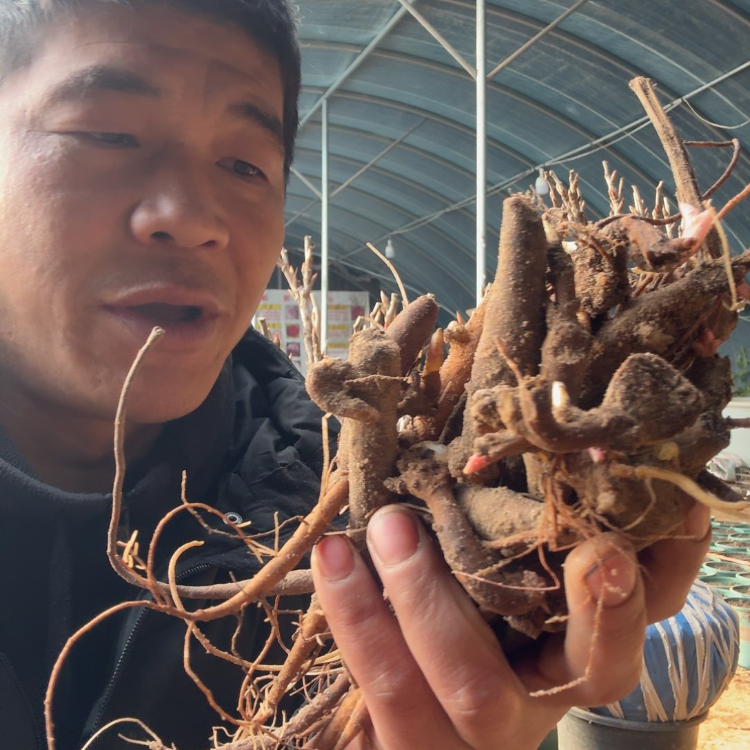 御前表演根苗。       