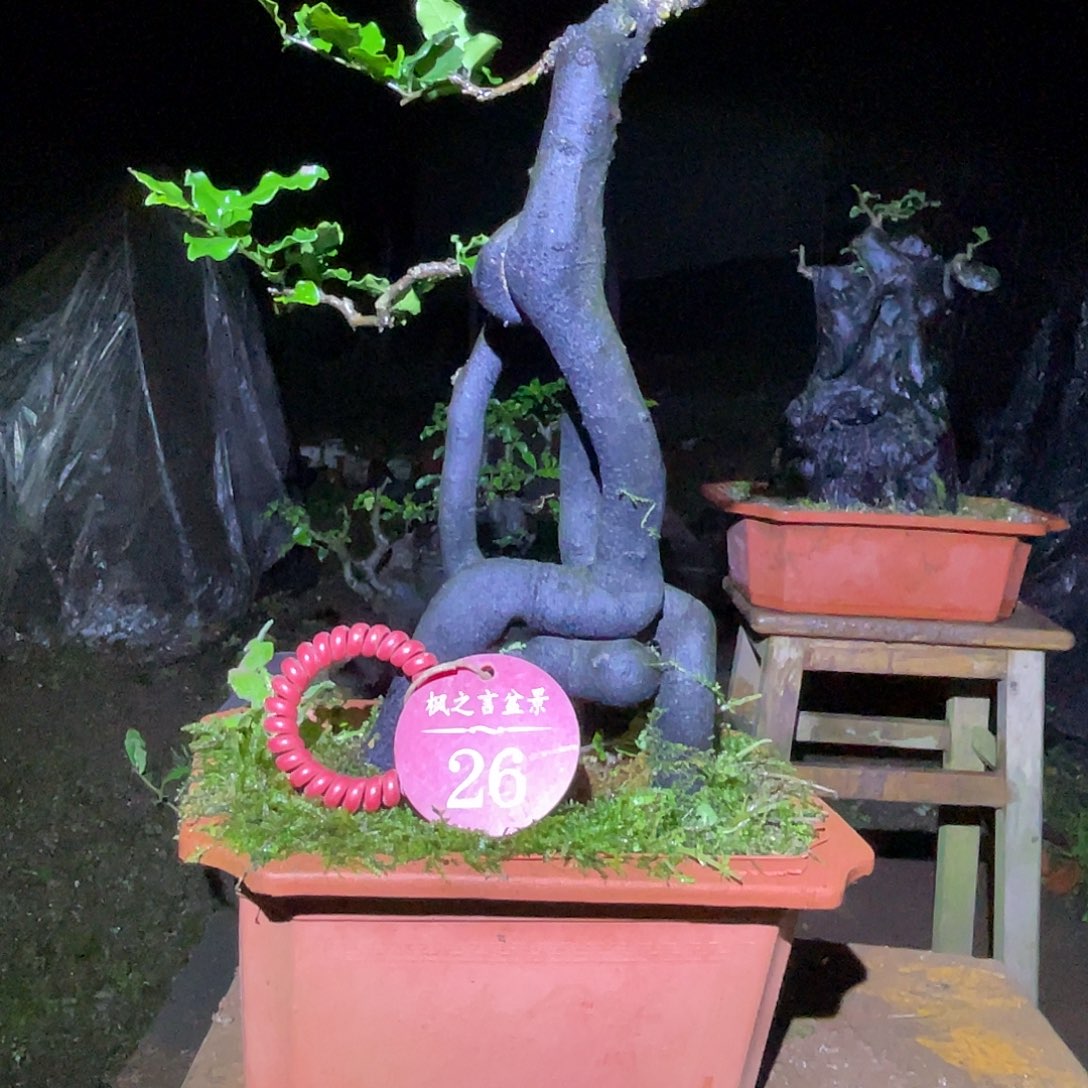 用***2完全开放灌木金弹子