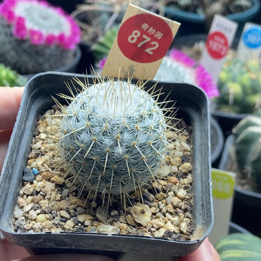 实生长刺雪顶球3.7cm