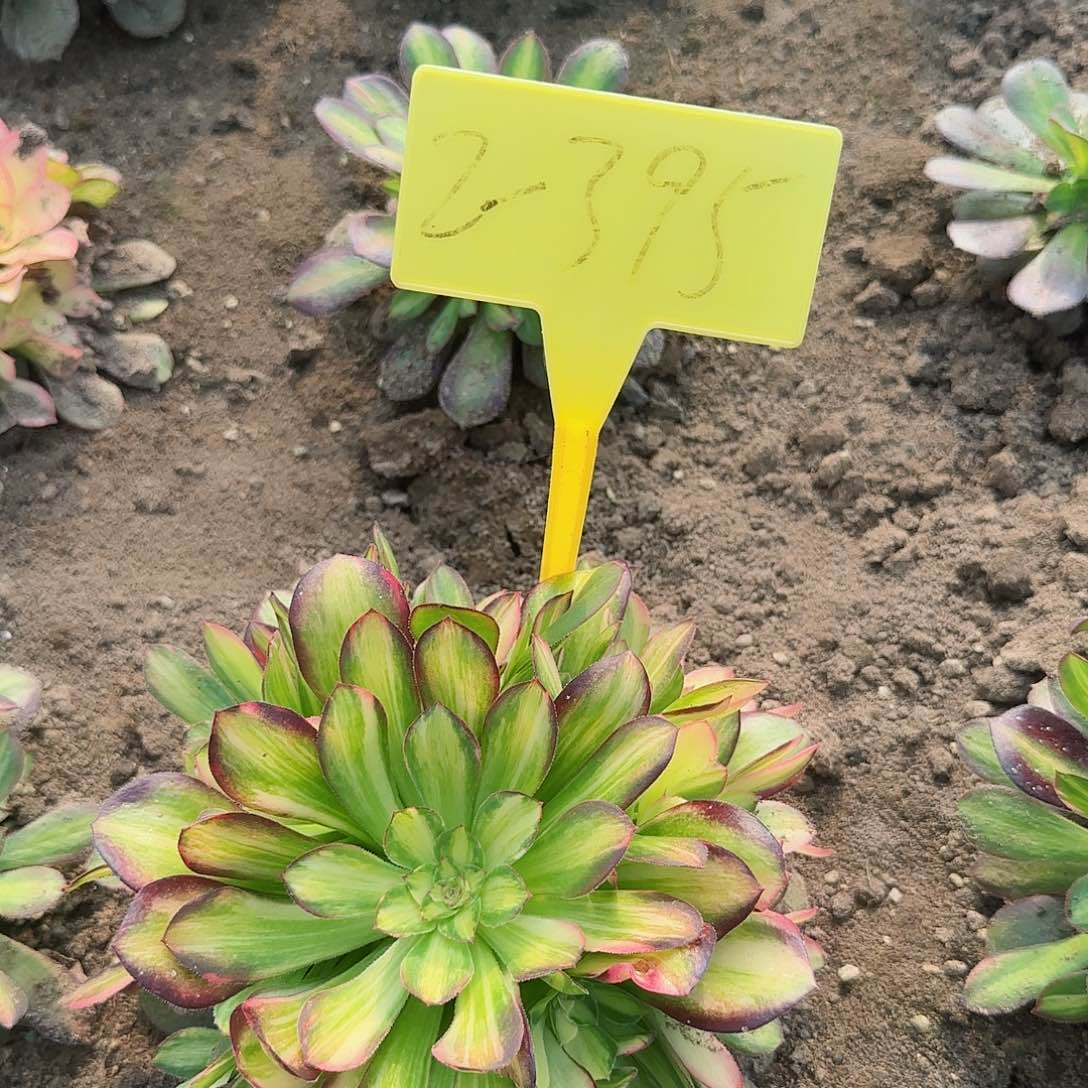 2-395---多头多肉植物