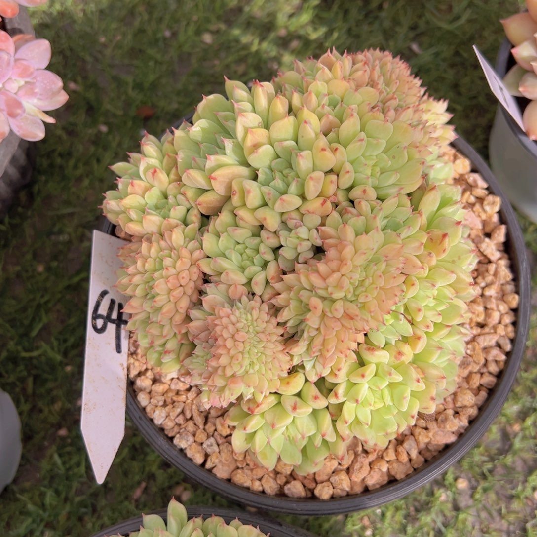 香玉的故事是一个人的故事