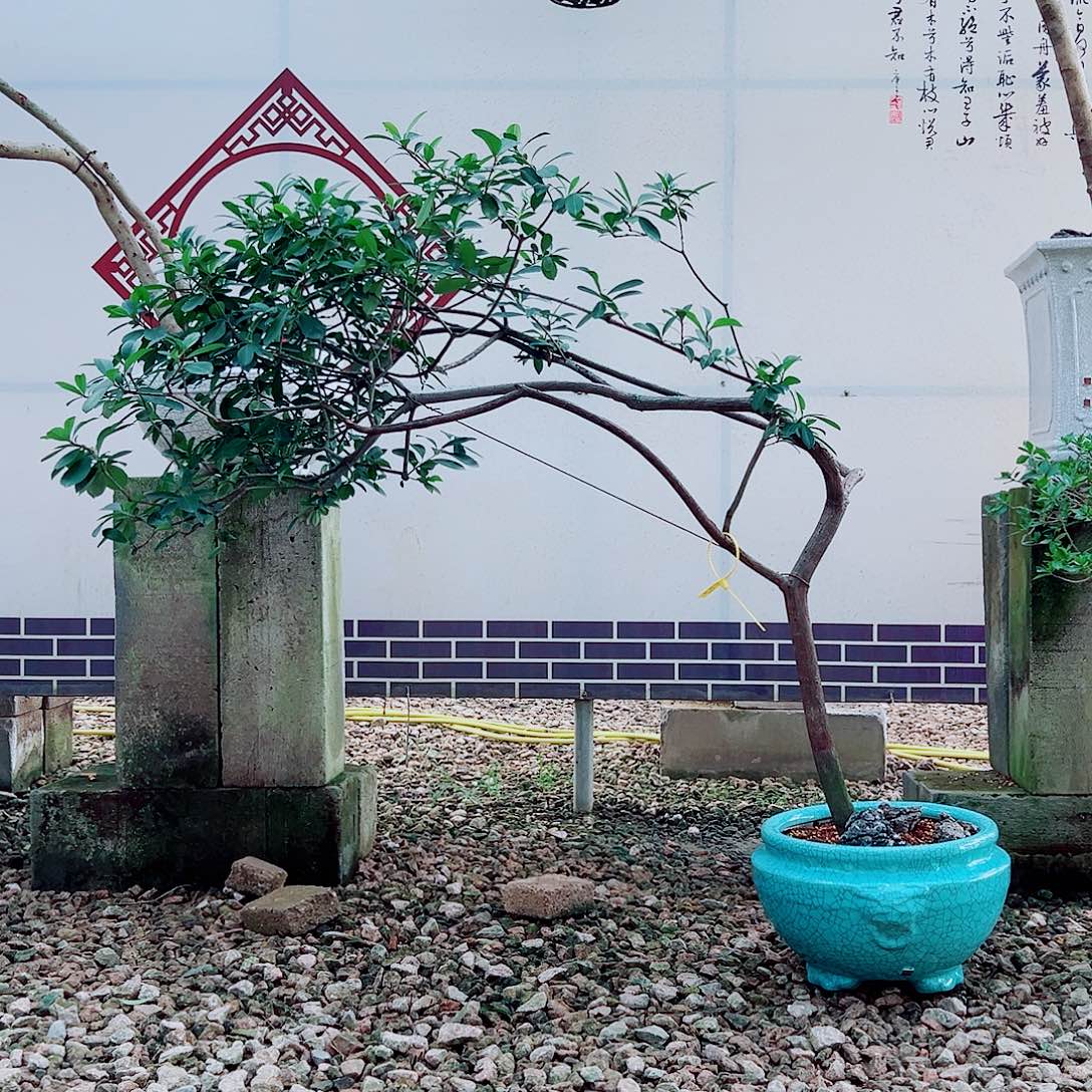 临***家无花朵海岛春花一物一拍