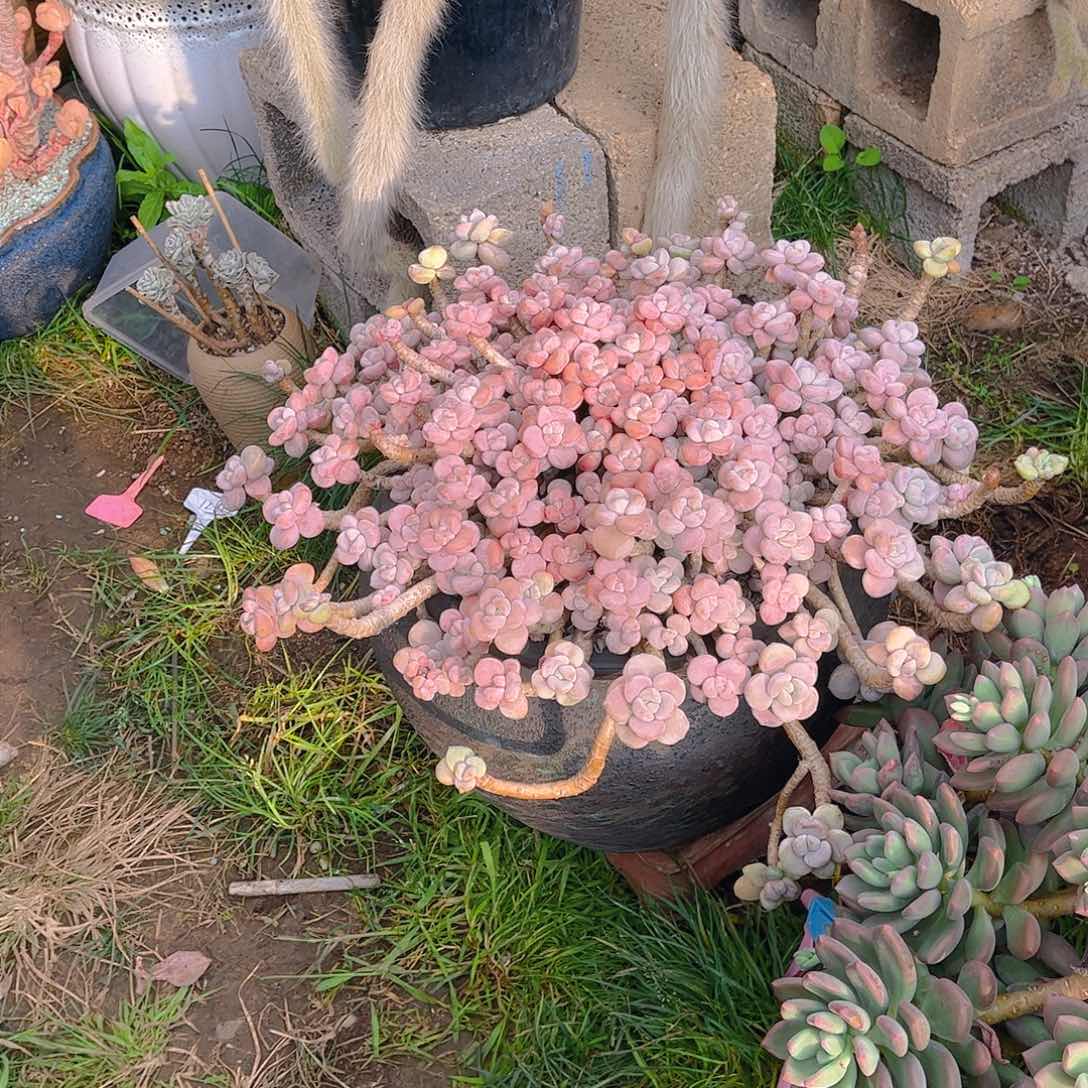 小***店多肉植物保护研究所