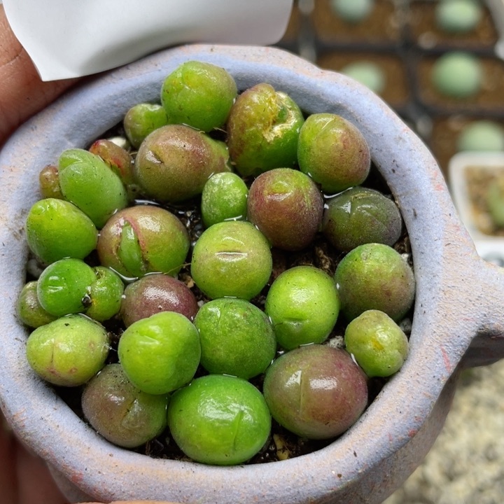 887长毛翠滴10颗