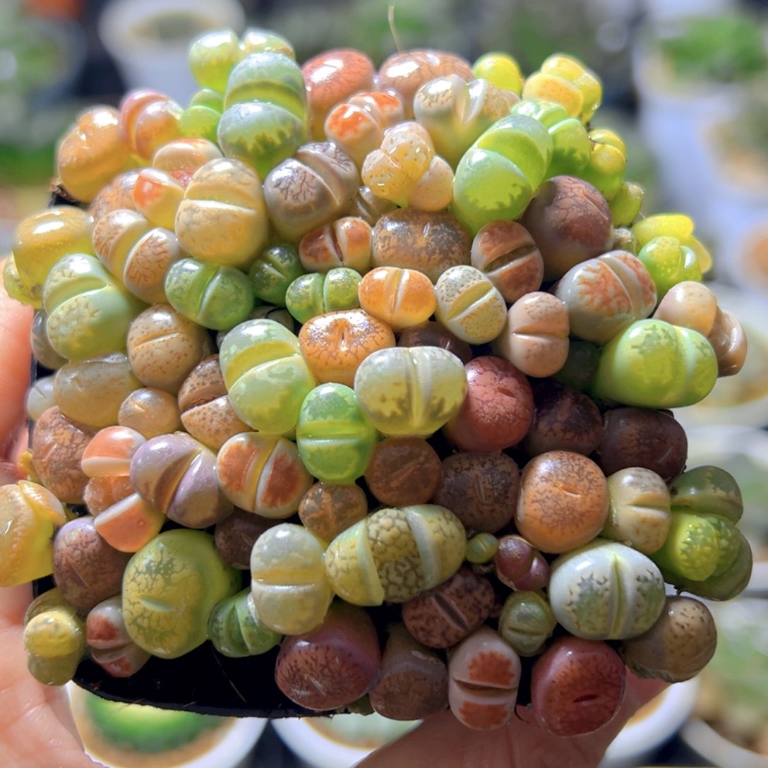 生石花玉露多肉多肉多肉