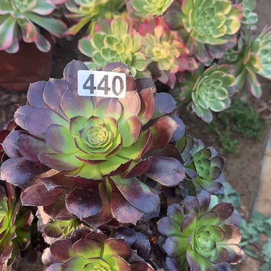 无花朵黑440号不包断枝